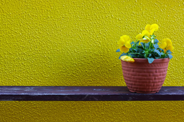Potted yellow viola in a yellow wall background.