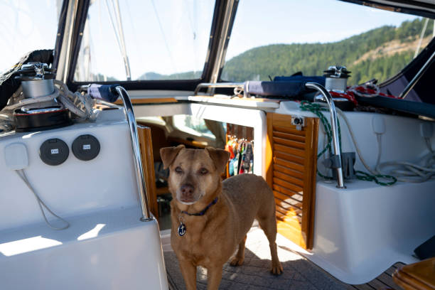 istock Dog stands on sailboat 2163066679