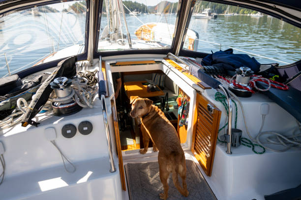 istock Dog stands on sailboat 2163066686