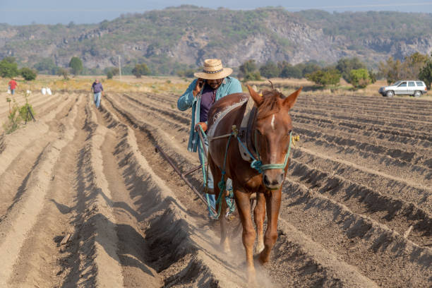 istock Rural Connections: Multitasking Farmer Plowing the Field and Making a Call with His Smartphone 2163066810