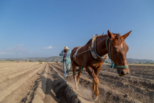 istock Balancing the Past and the Present: Farmer Plowing with a Horse While Staying Connected with His Smartphone 2163066812