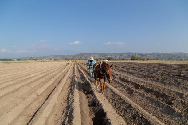 istock Renewed Traditions: Modern Farmer Using His Smartphone While Working with a Horse in the Field 2163066979