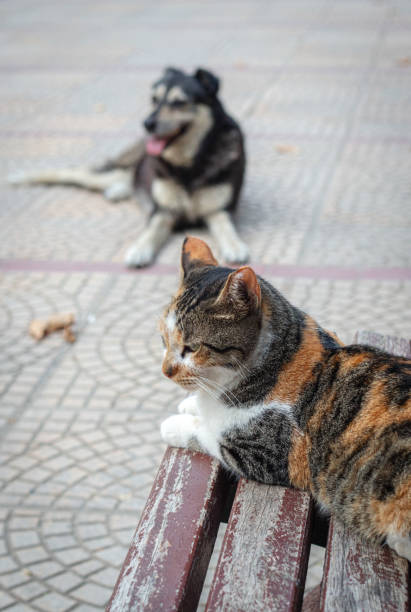 Two cute cats looking out the window