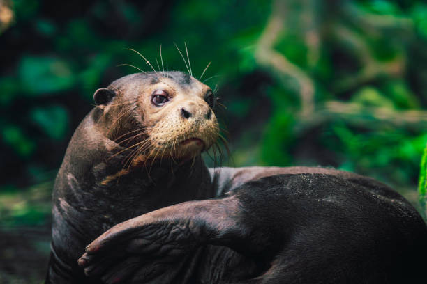 Asian small clawed otter (Aonyx cinerea) on the river