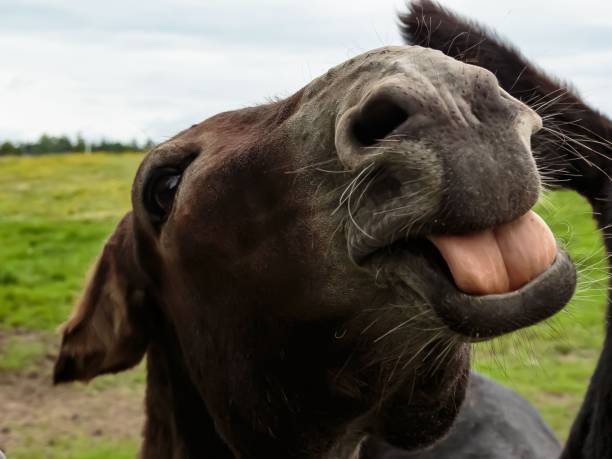istock Donkey Sticking Out Tongue. 2163070419
