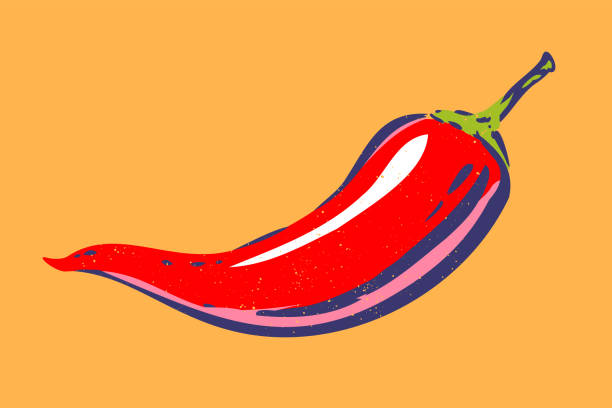 Vintage vector chilli pepper in hand drawing style. Spicy red chilli pepper.