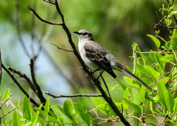 istock Tropical Mockingbird perched on a branch. 2163071485