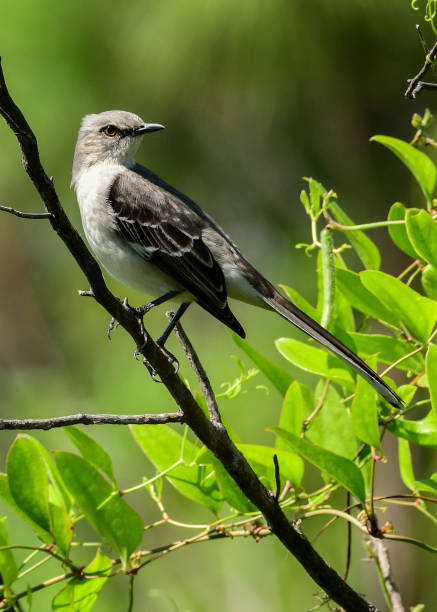 istock Tropical Mockingbird perched on a branch. 2163071488
