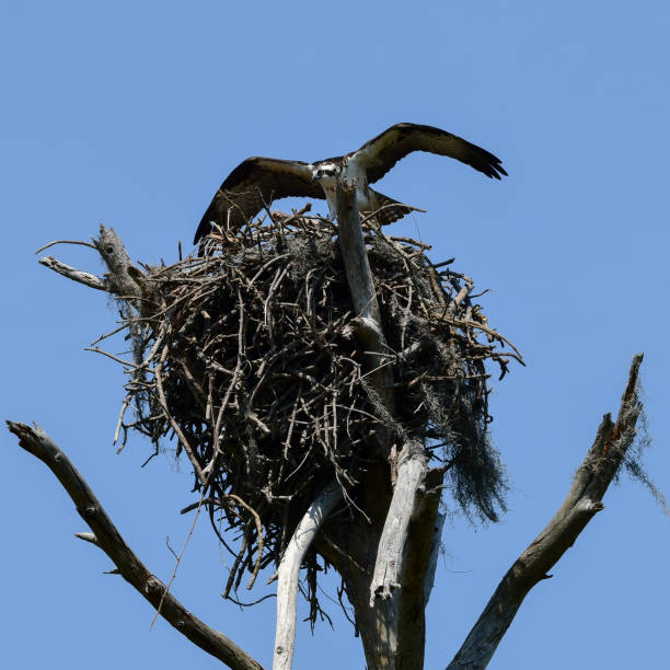 istock Osprey about to leave the nest. 2163071496