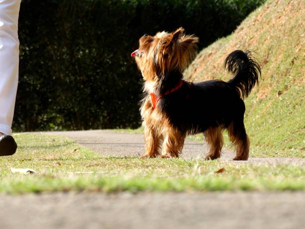 istock A cute little dog stering its owner 2163073526