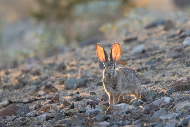 istock A desert cottontail in evening light on the desert floor 2163074652