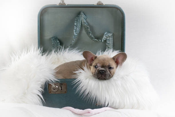 istock French Bulldog Puppy 2163074837