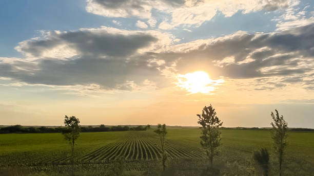 istock Endless agricultural fields and smooth rows of plantings in the evening under the sunlight appearing from behind large clouds. The concept of eco-friendly farm products 2163075331