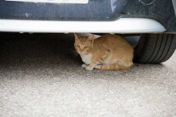 istock Cute orange european cat under a car 2163075606