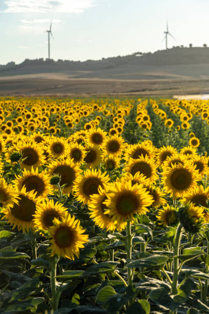 istock Field with yellow sunflowers at sunset in summer. 2163076904