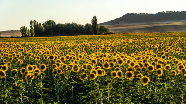 istock Field with yellow sunflowers at sunset in summer. 2163076921