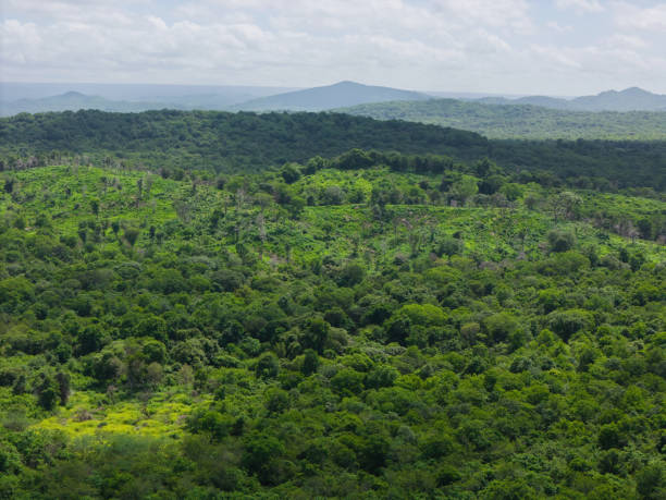 istock Green jungle landscape background 2163076948
