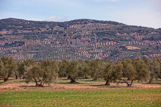 Scenic view capturing the expansive landscape between Granada and Cordoba along the Camino Mozarabe. The image showcases a vast expanse of rolling hills adorned with endless rows of olive trees. The terraced hillsides form a picturesque pattern of olive groves stretching to the horizon, symbolizing the region's rich agricultural heritage. This agricultural scenery characterizes the Andalusian countryside, offering a glimpse of the region's prominent olive oil production. The undulating terrain and the continuous olive plantations highlight the agricultural beauty along this historic route, providing travelers with a quintessential view of rural Spain.