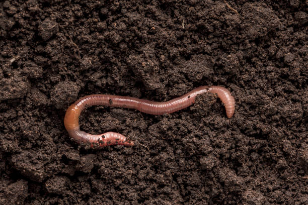 istock Earthworm in the soil 2163079336