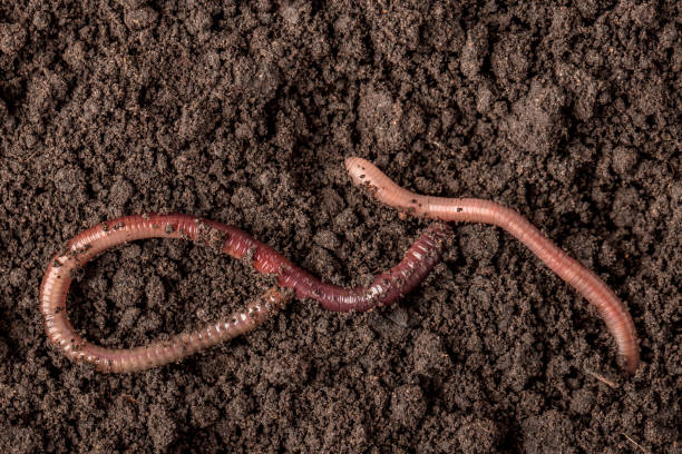 istock Earthworms in the soil 2163079370