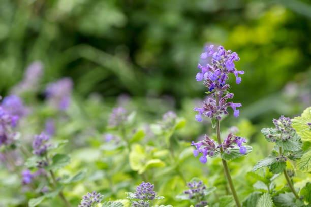 istock Catnip / Catmint flowers close-up 2163079439