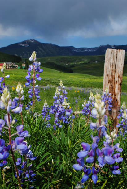 istock Light Purple Lupines in the Mountains 2163079465