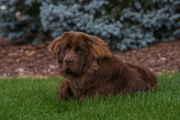 Portrait of brown newfoundland dog lying in the grass with blue spruce in the background