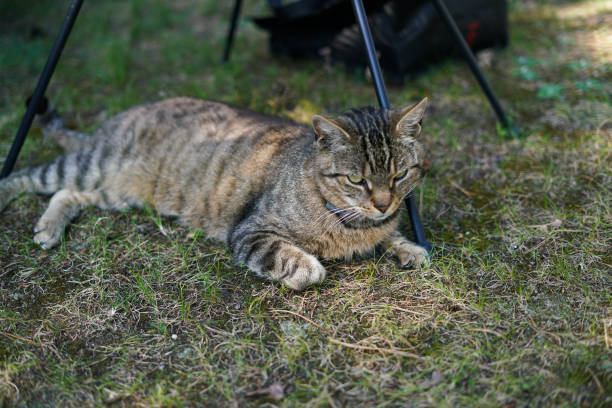 Tabby cat relaxing in the garden. Close up
