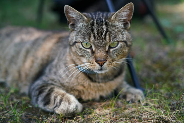 Tabby cat relaxing in the garden. Close up