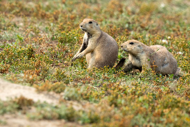 istock Two Prairie Dogs Alert on the  Prairie 2163080287