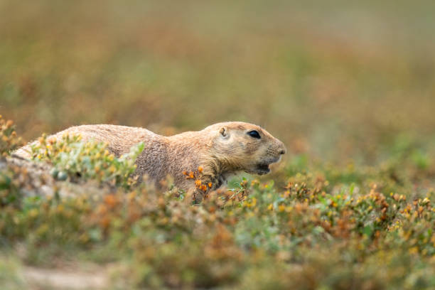 A side shot of Black-Tailed Prairie Dog low in the vegetation on the prairie of Theodore Roosevelt National Park.
