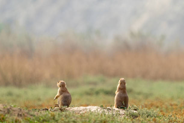 Tw Black-Tailed Prairie Dogs stand at alert to danger of the prairie of Theodore Roosevelt National Park.