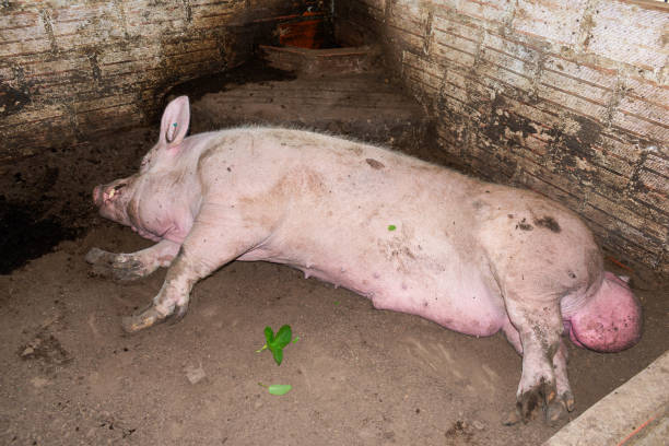 A Pietrain breeding pig lying down in a pigpen.