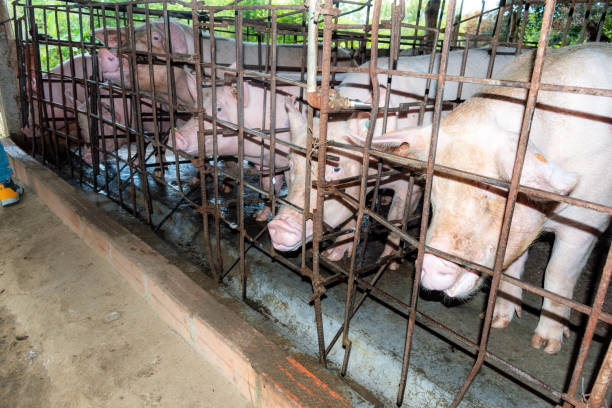 poor farming pig