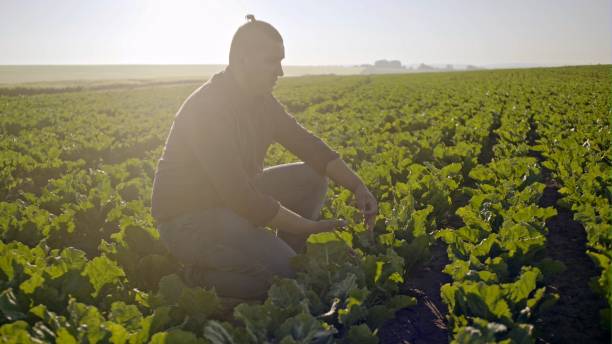 istock Farmer checking the quality of the sugar beets 2163082721