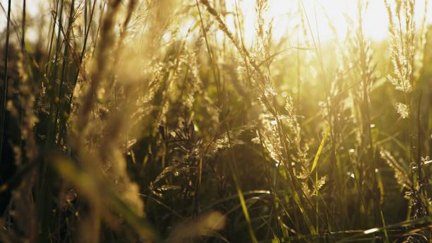 istock Green grass of field in sunlight 2163084794