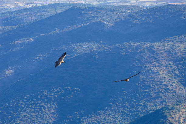 Vulture birds in flight over Douro park