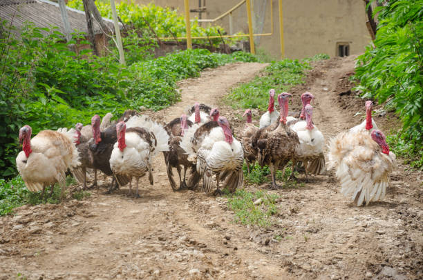 a herd of turkeys walking along the road. High quality photo