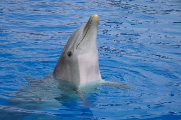 istock Dolphin showing head above the water. 2163101293