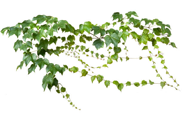 istock Cutout image of green leaf (white background) 2163103763