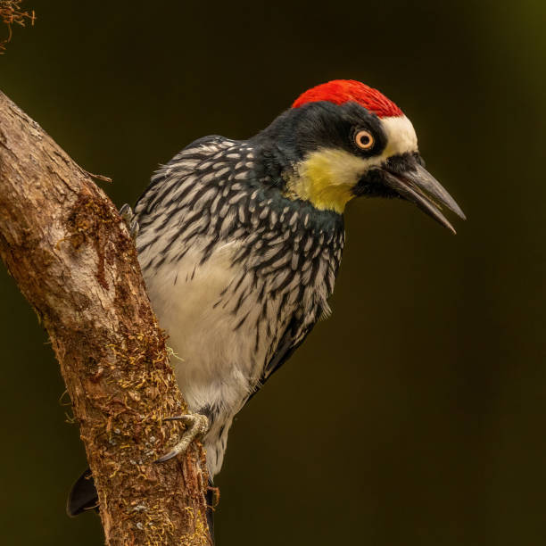 istock Acorn Woodpecker 2163111006