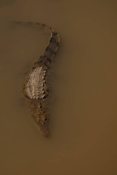 istock American Crocodile at the Tarcoles River 2163111049