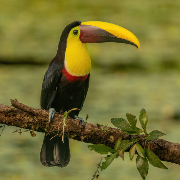 istock Yellow-throated Toucan 2163111186