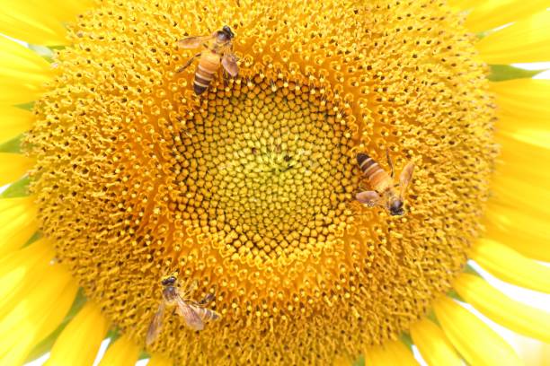 Bee sucking nectar on yellow sunflower, macro shot of bee and sunflower close-up.