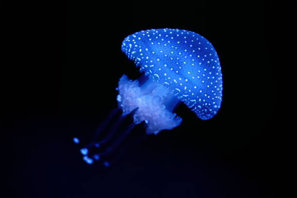 istock Tropical Jellyfish Phyllorhiza punctata white-spotted jellyfish underwater 2163113708