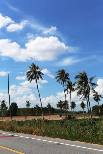 Dead and alive coconut trees in a sunny day of Roadside area in Thailand.