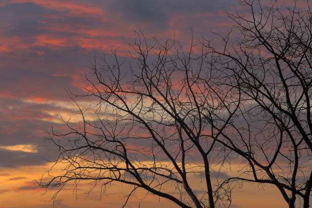 Silhouette branches of a big tree on a twilight background For design in your work concept.