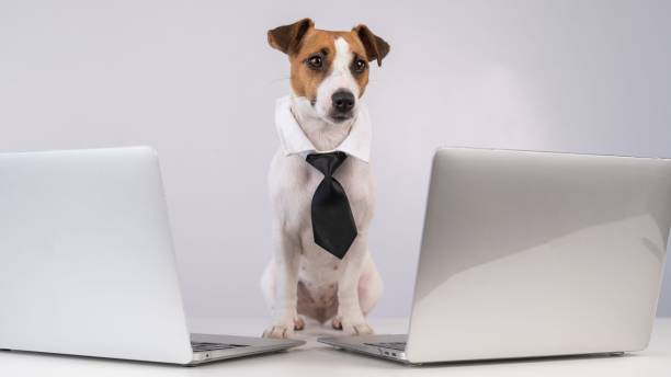istock Dog Jack Russell Terrier dressed in a tie sits between two laptops on a white background. 2163115248