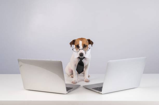 Jack Russell Terrier dog in glasses and a tie sits between two laptops on a white background