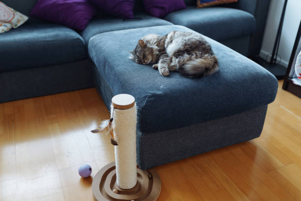 istock homemade fluffy big Maine Coon cat sleeping on sofa 2163116523
